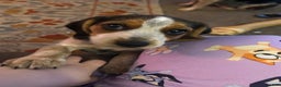 Beagle dogs for sale: Beagle Puppy 2 - Ad 2