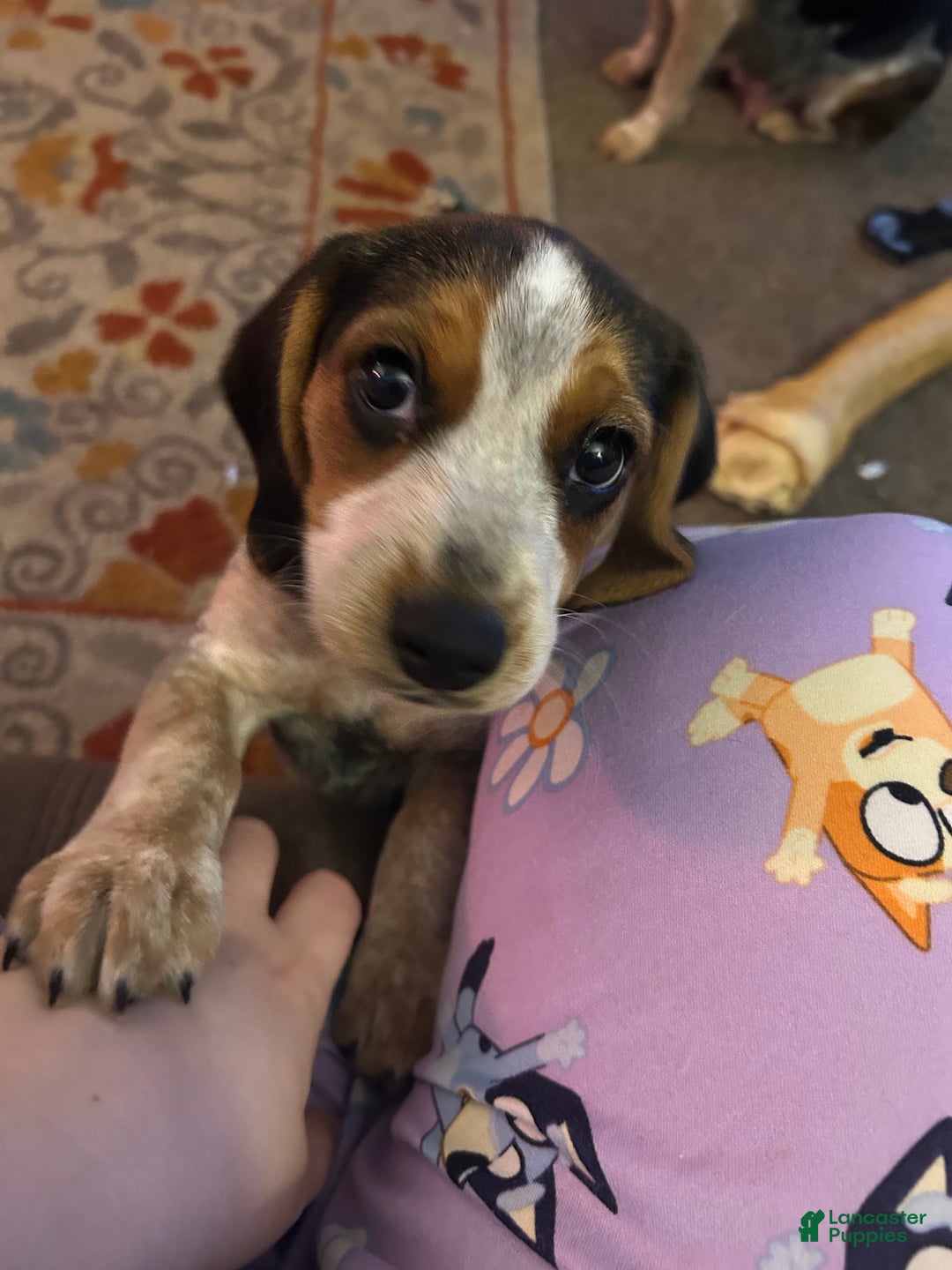 Beagle dogs for sale: Beagle Puppy 2 - Ad 2