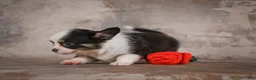 Chihuahua dogs for sale: Elvis - Ad 7