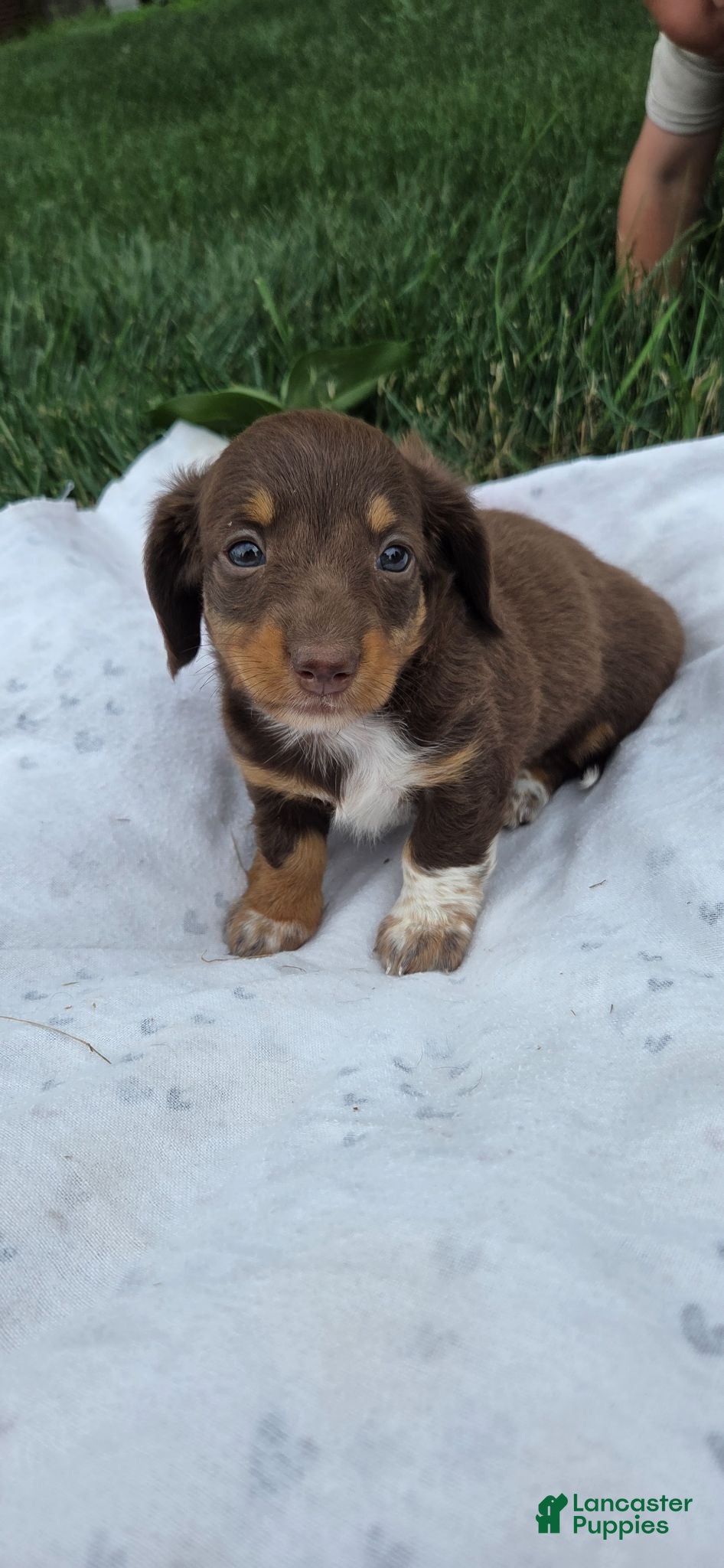 Miniature Dachshund dogs Daisy - Ad 1