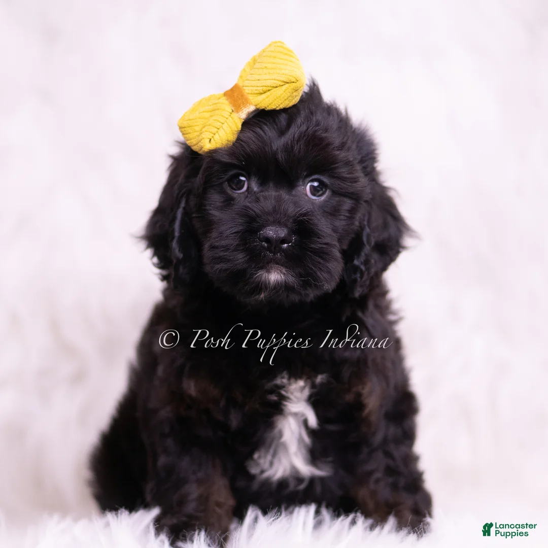 Cavapoo dogs for sale: Jax - Ad 5