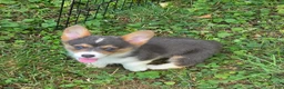 Welsh Corgi Pembroke dogs for sale: Lara the low rider  - Ad 13