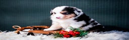 Miniature Australian Shepherd dogs for sale: Drew - Ad 5