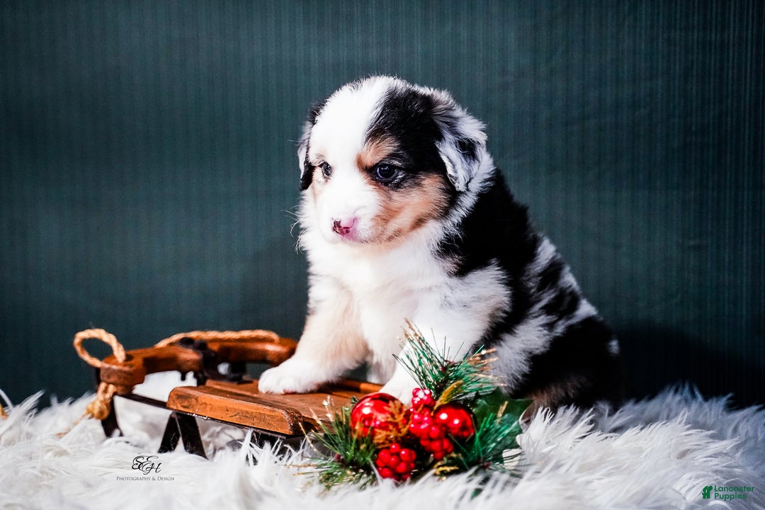 Miniature Australian Shepherd dogs for sale: Drew - Ad 5
