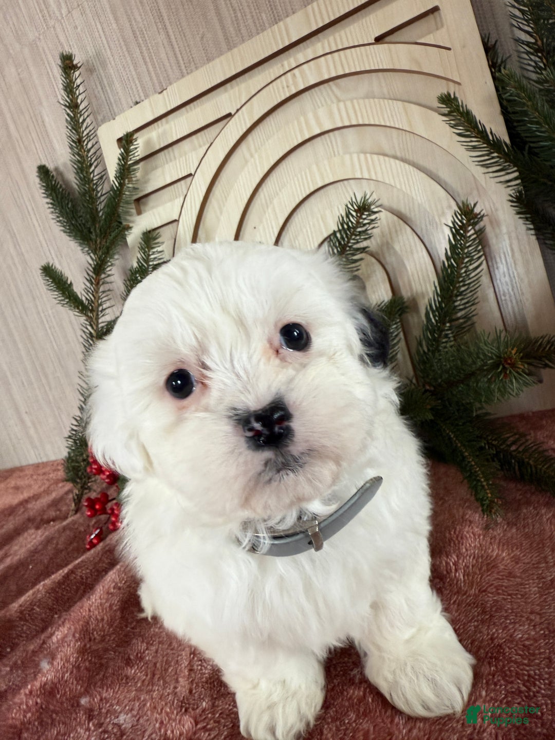 Teddy Bear dogs for sale: Snowy - Ad 10