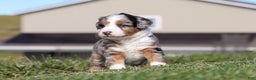 Mini Bernedoodle dogs for sale: Candy - Ad 3
