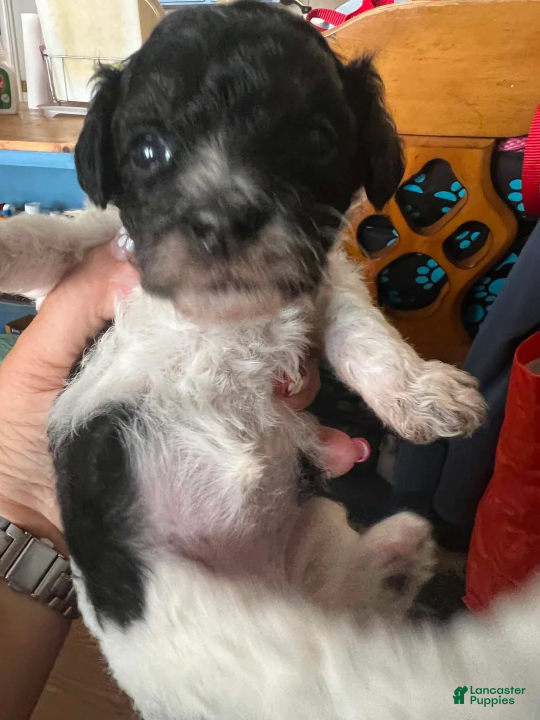 Miniature Poodle dogs for sale: Sunflower🌻 - Ad 1