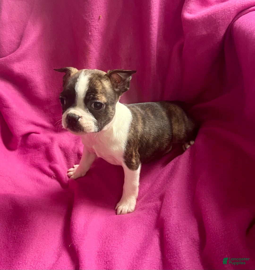 Mixed Breed dogs for sale: Karena - Ad 4