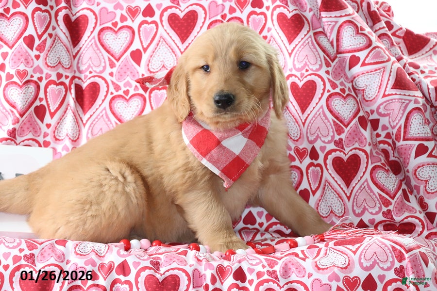 Golden Retriever dogs Roscoe - Ad 6