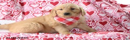 Golden Retriever dogs for sale: Roscoe - Ad 1