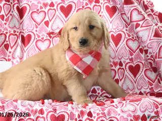 Golden Retriever dogs Roscoe - Ad 26