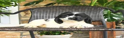 English Cocker Spaniel dogs for sale: Captain - Ad 3
