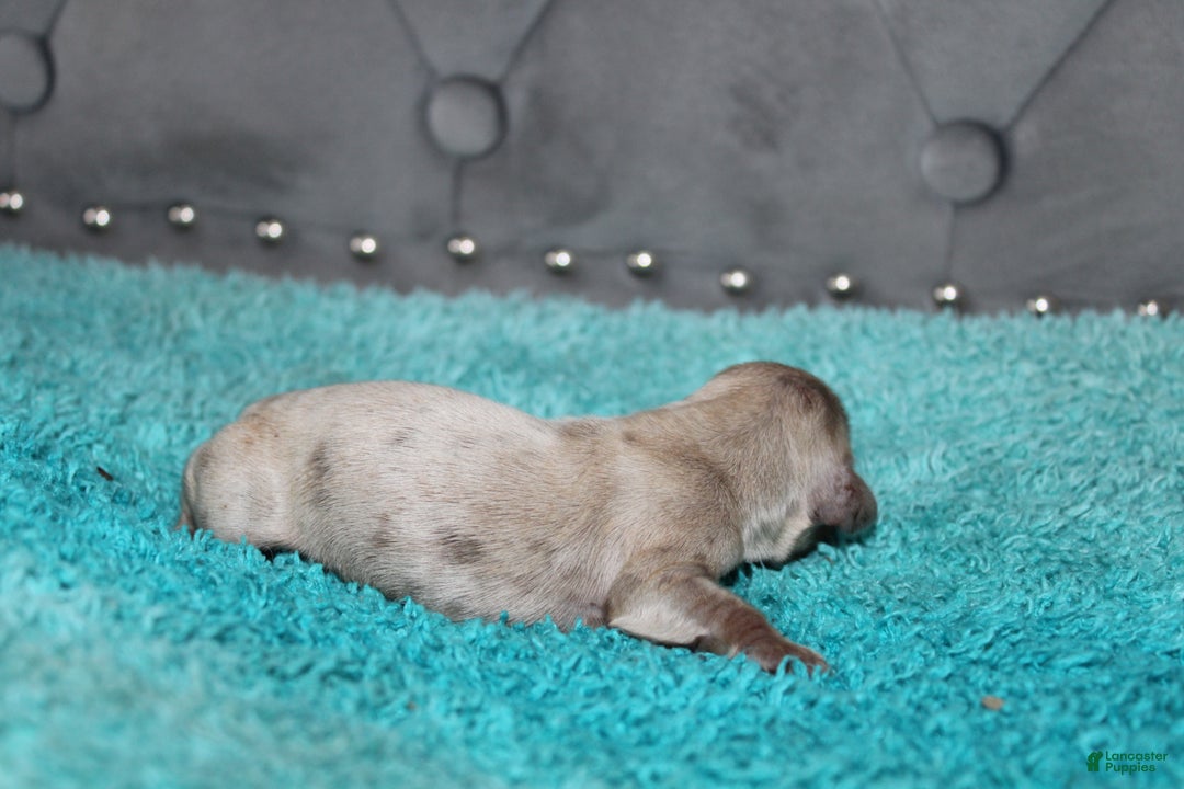 Miniature Dachshund dogs for sale: Minnie Mini - Ad 12