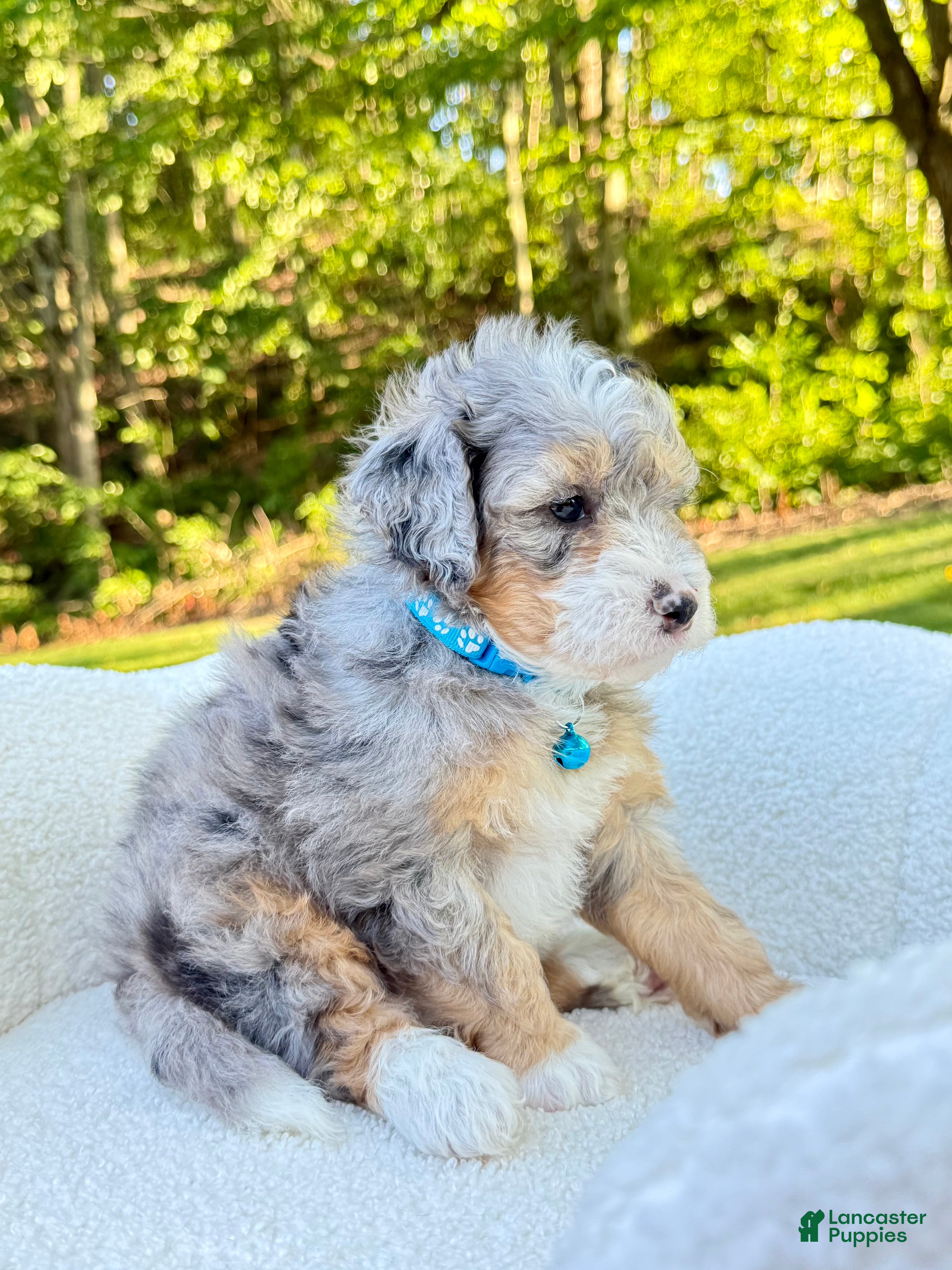 Mini Bernedoodle dogs Teddy   ❤️‍🩹 (tiny) - Ad 2
