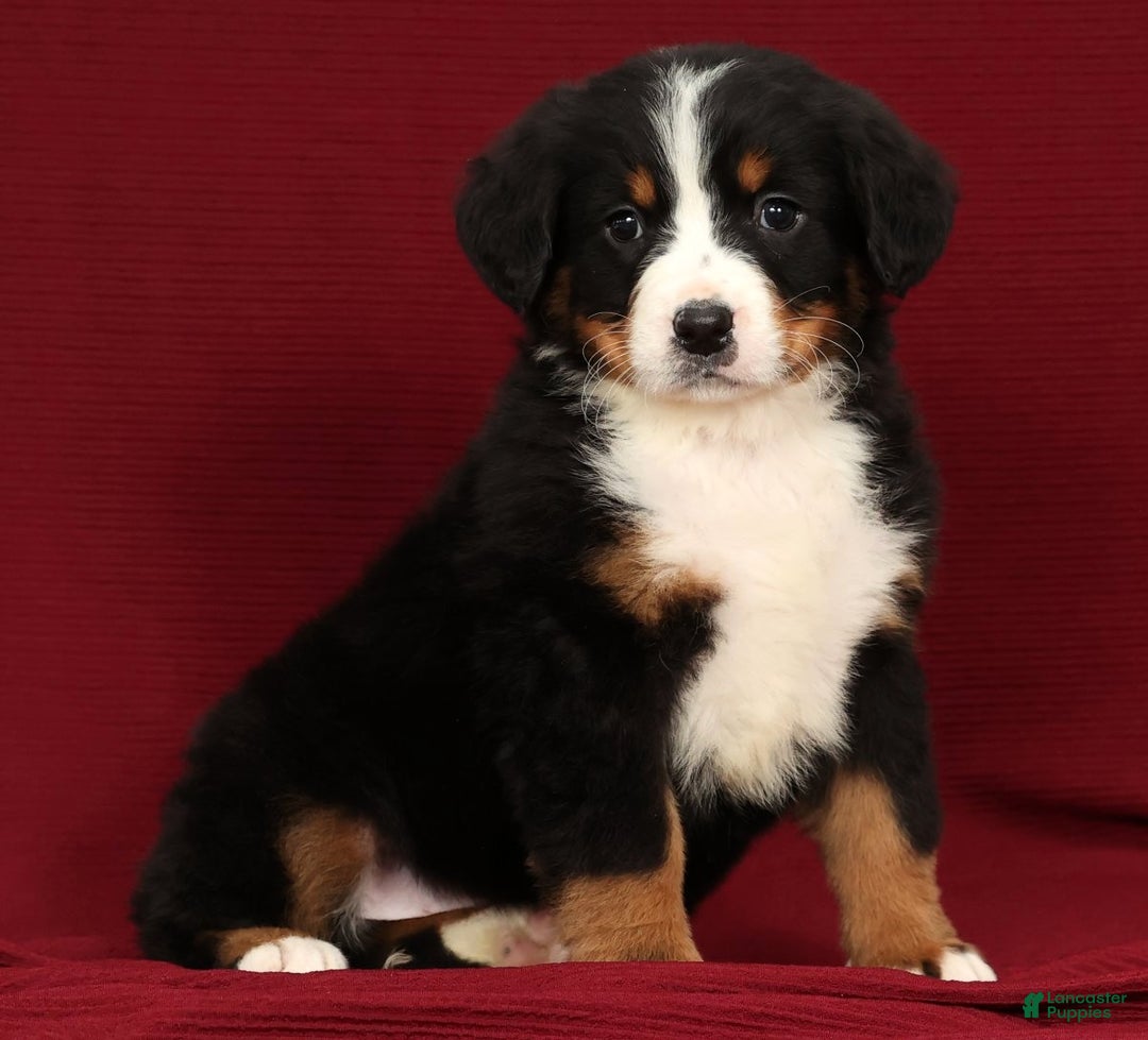 Bernese Mountain Dog dogs for sale: Ty - Ad 4