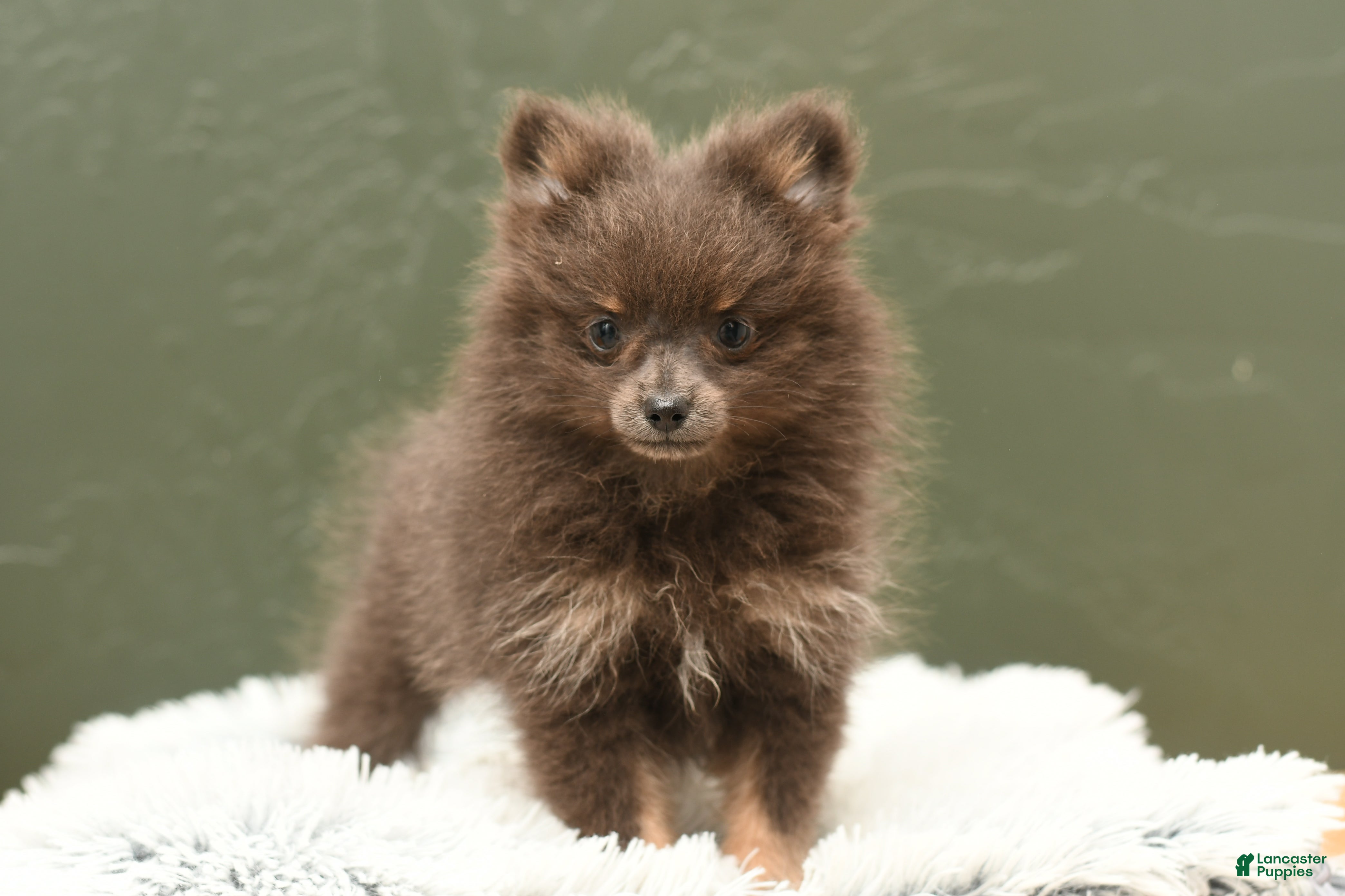 Pomeranian dogs Lily Blu - Ad 1