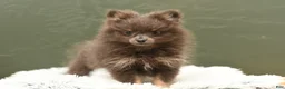 Pomeranian dogs for sale: Lily Blu - Ad 1