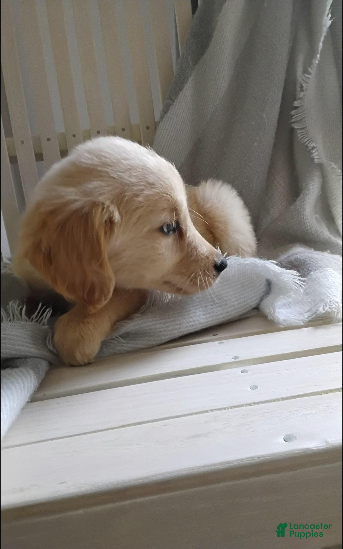 Golden Retriever dogs Rubble - Ad 1