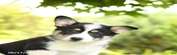 Welsh Corgi Pembroke dogs for sale: Jasper - Ad 4