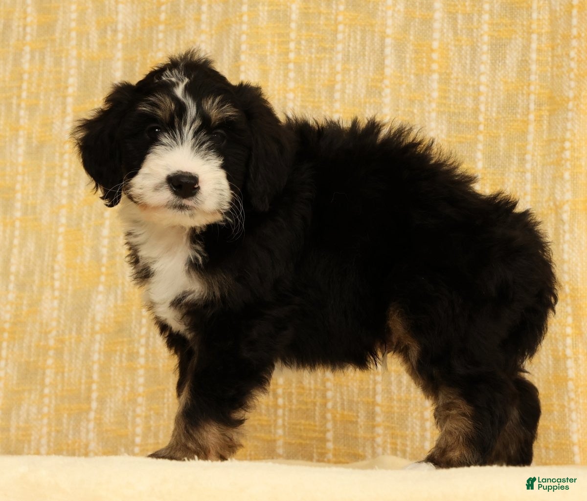Mini Bernedoodle dogs Ranger - Ad 1