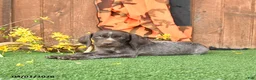 German Shorthaired Pointer dogs for sale: Logo - Ad 3