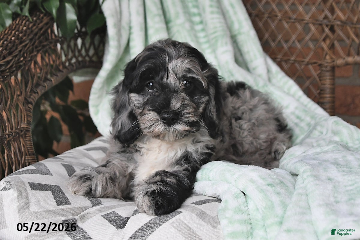 Cockapoo dogs Oreo - Ad 2
