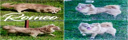 Chihuahua dogs for sale: Aspen Lavender Long Coat - Ad 10