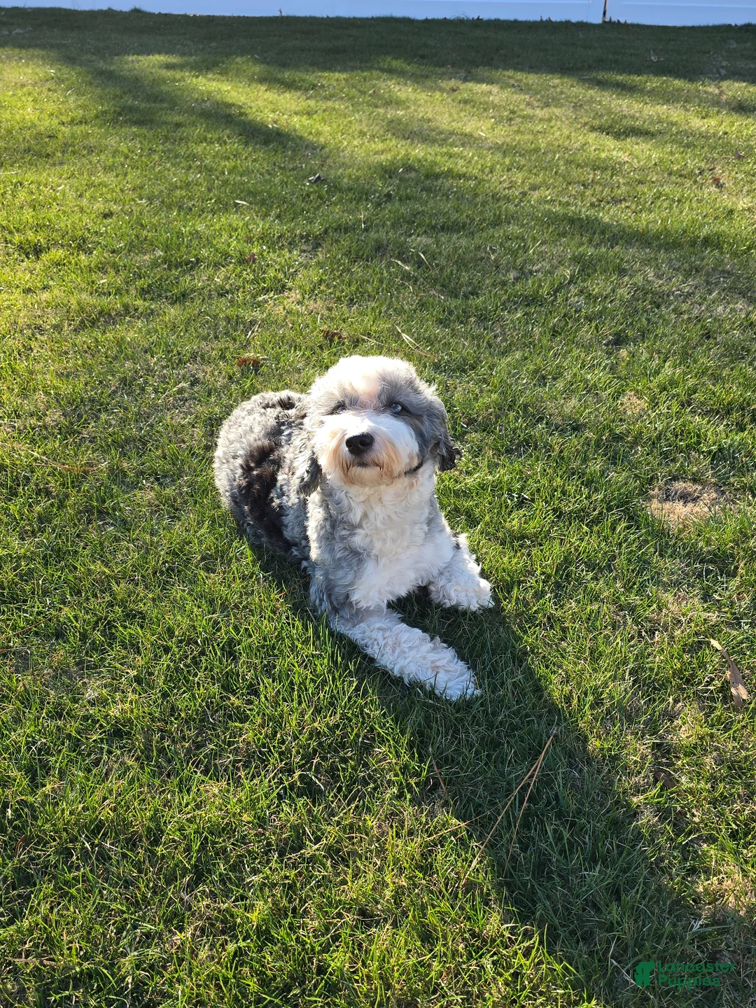 Mixed Breed dogs for sale: Penny - Ad 2