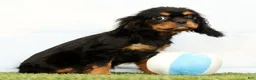 Cavalier King Charles Spaniel dogs for sale: Nova - Ad 3