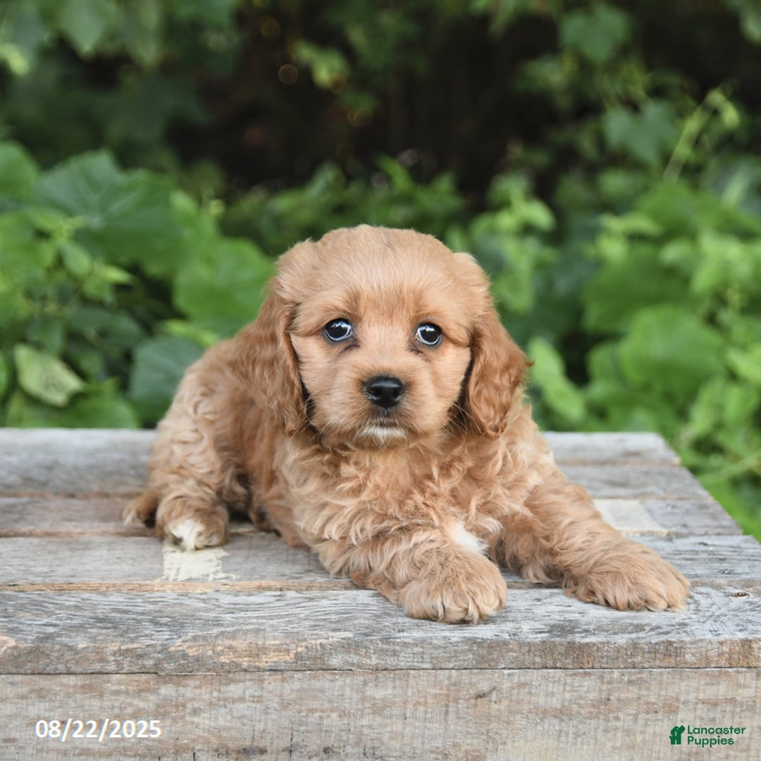 Cocker Spaniel Red Cockapoo Names Cockapoo American Spaniel Puppy