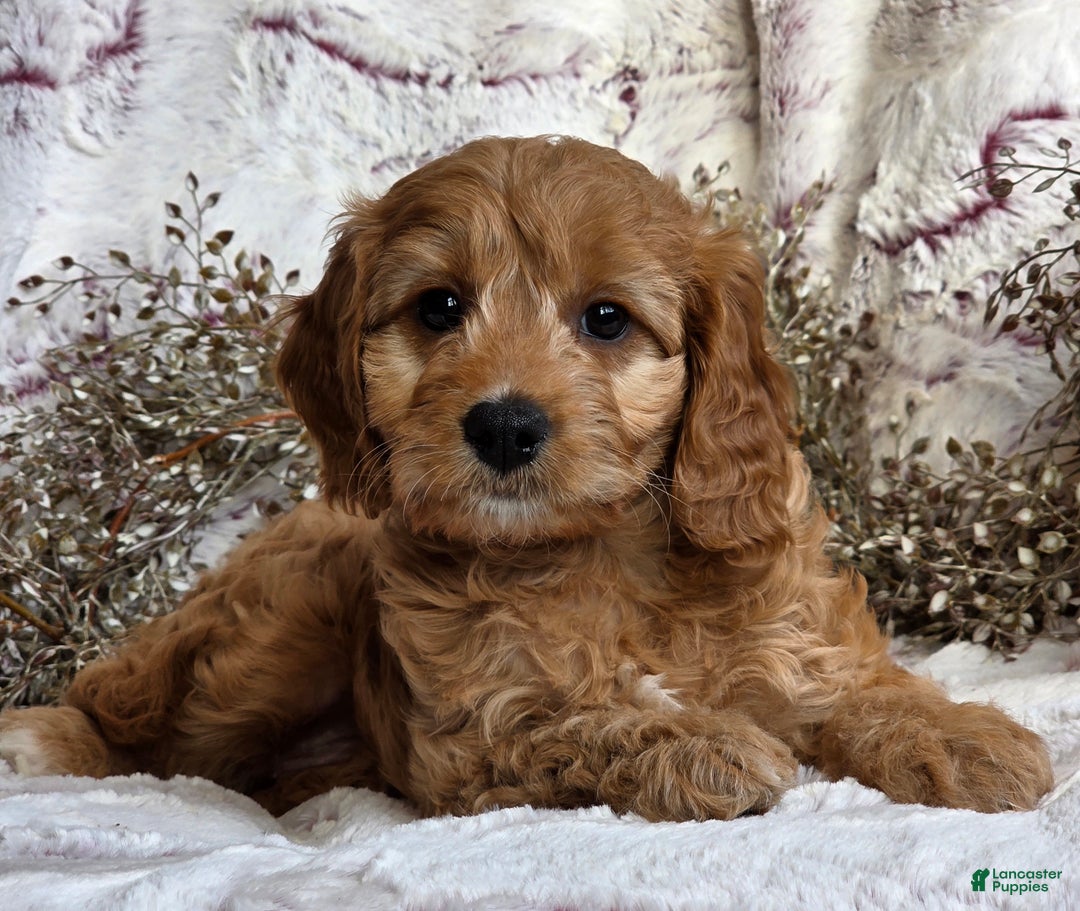Cavapoo dogs for sale: Karla - Ad 4