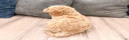 Cavapoo dogs for sale: Copper - Ad 5