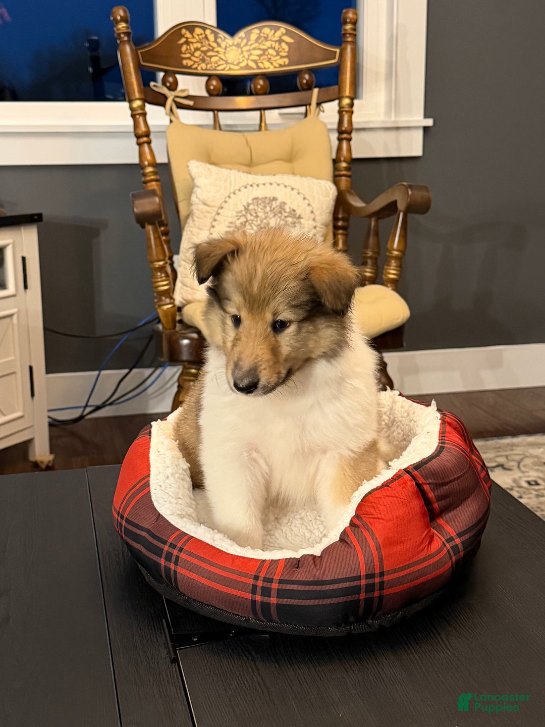 Collie dogs for sale: Collie Puppy 2 - Ad 2