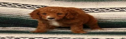 Mini Goldendoodle dogs for sale: Mia - Ad 6