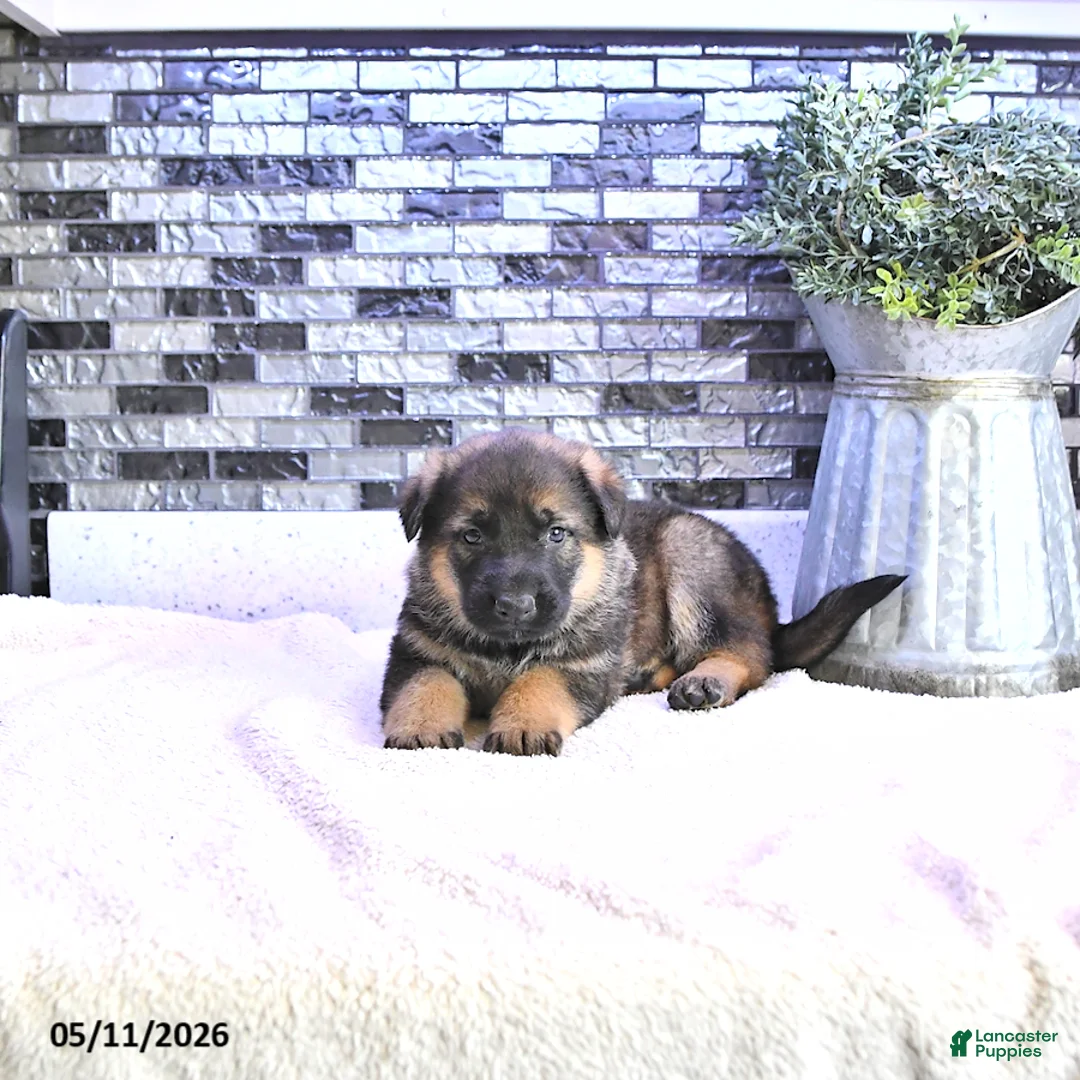 German Shepherd dogs for sale: Axel - Ad 2