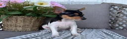 Toy Fox Terrier dogs for sale: Twinkie - Ad 3
