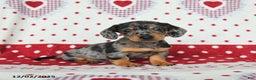 Miniature Dachshund dogs for sale: Waldo - Ad 1