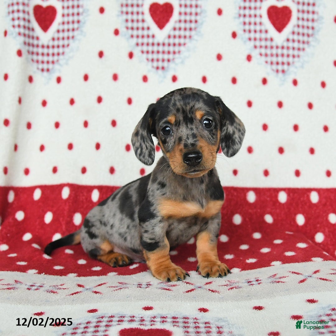 Miniature Dachshund dogs for sale: Waldo - Ad 1