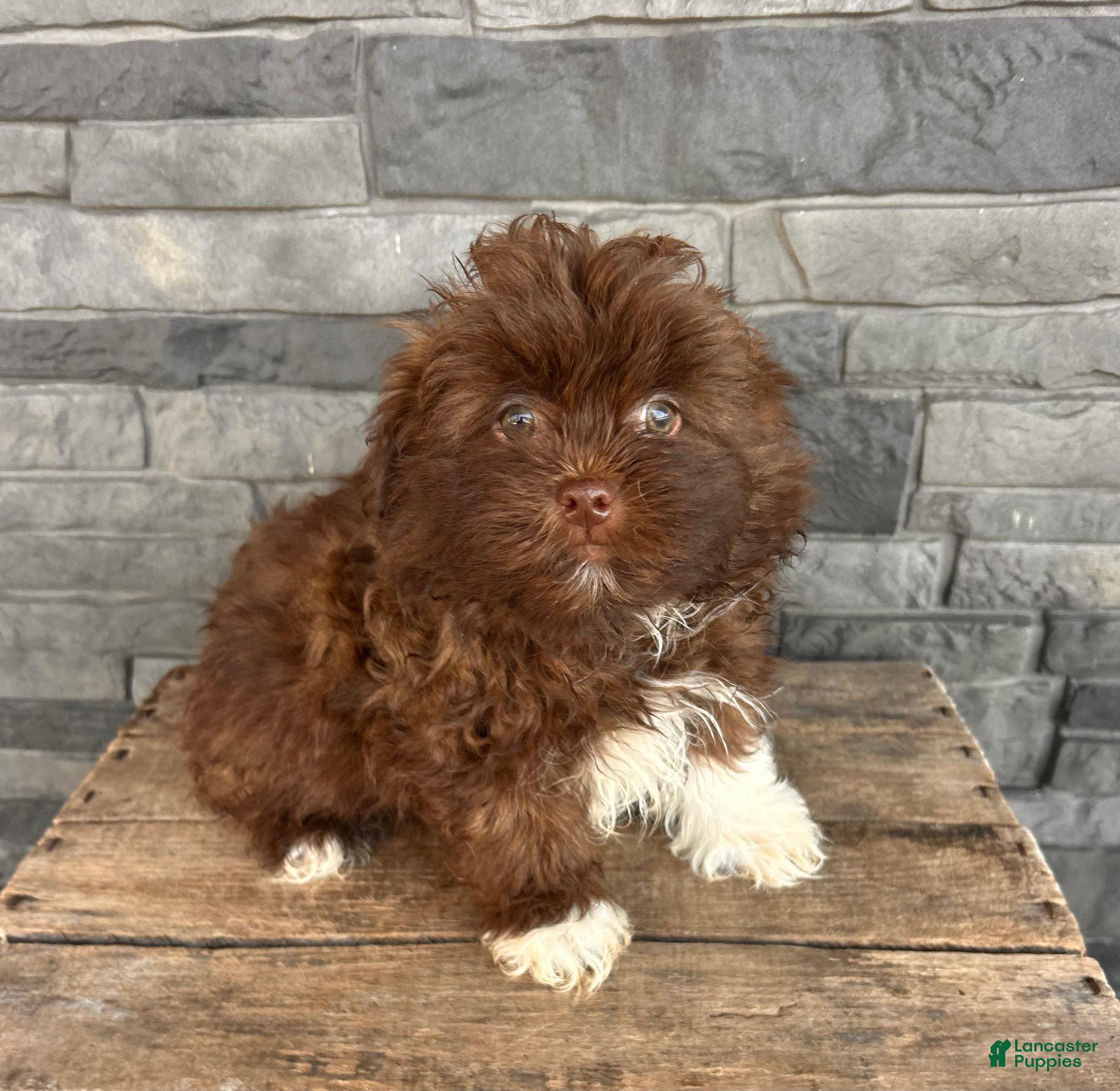 Mixed Breed dogs Gulliver - Ad 1