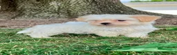 Teddy Bear dogs for sale: Callie - Ad 8
