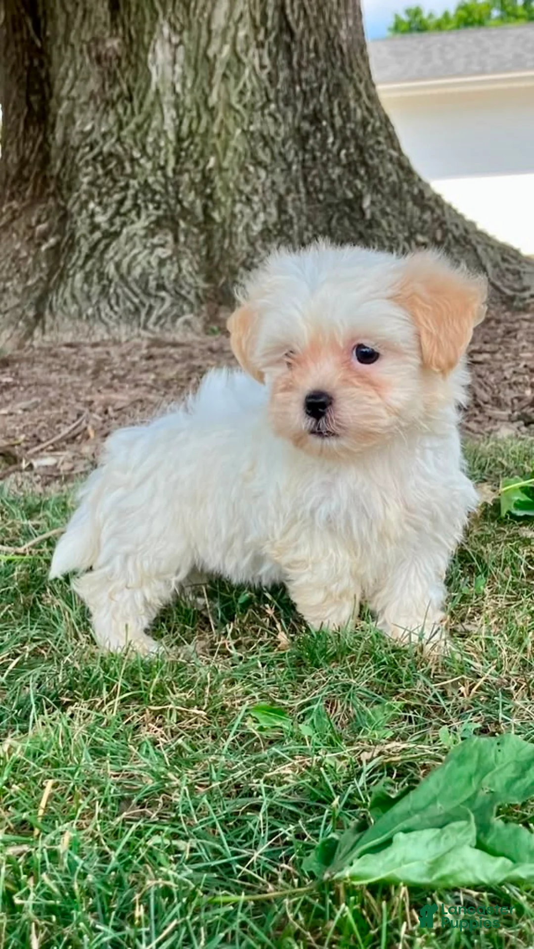 Teddy Bear dogs for sale: Callie - Ad 8