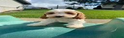 Mixed Breed dogs for sale: Ruby - Ad 11