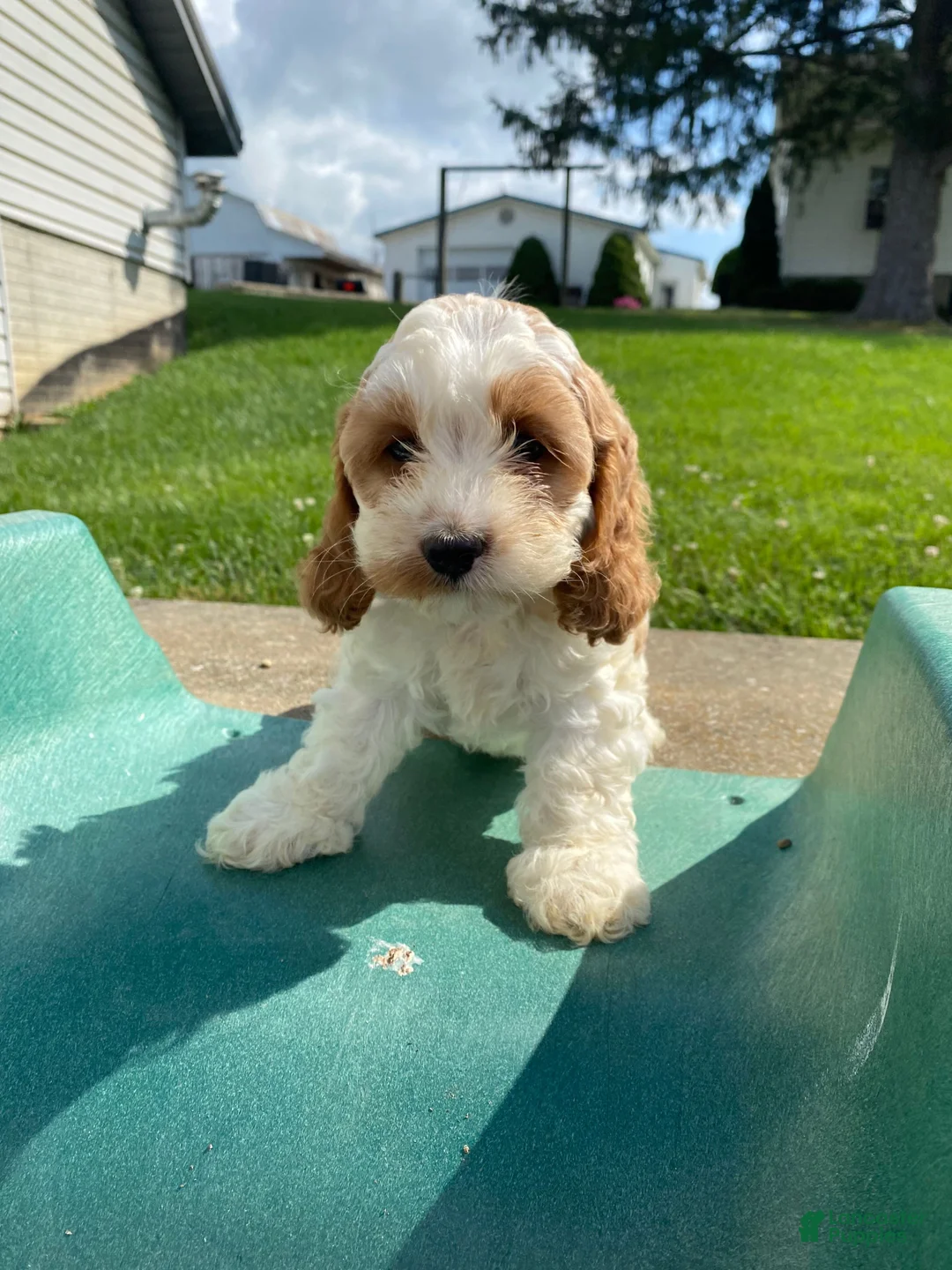 Mixed Breed dogs for sale: Ruby - Ad 11
