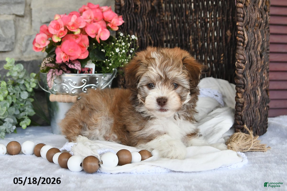 Havanese dogs Jenna - Ad 2
