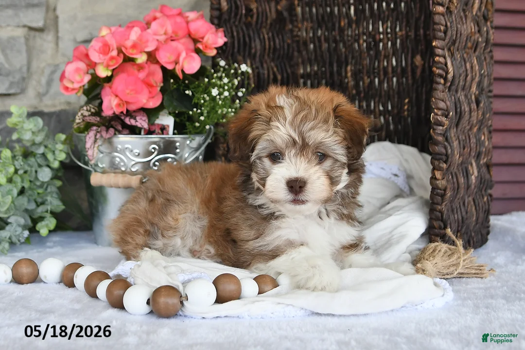 Havanese dogs for sale: Jenna - Ad 2