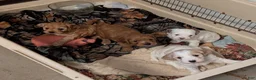 Cavapoo dogs for sale: Patches - Ad 3