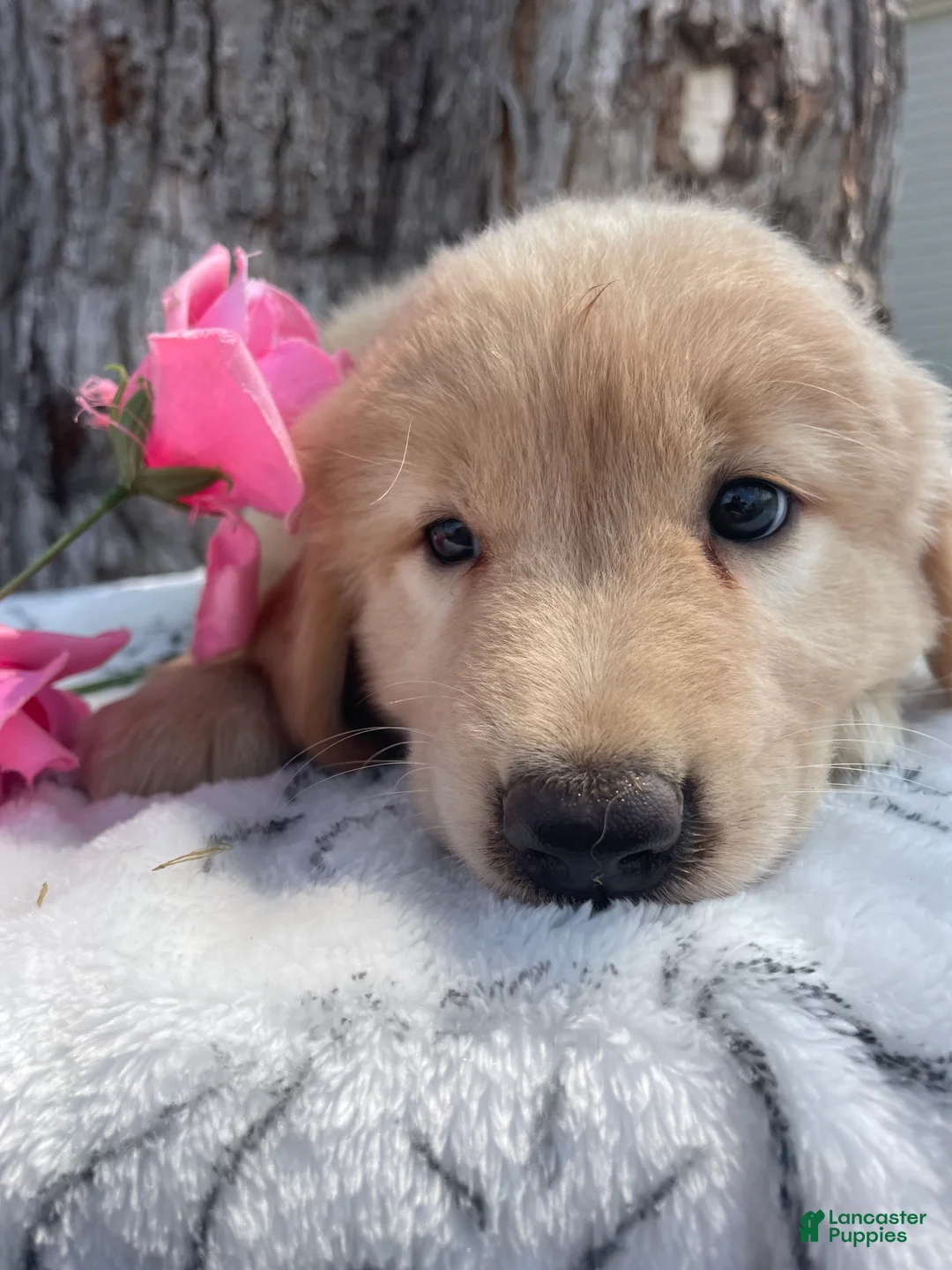 Mixed Breed dogs for sale: Holly - Ad 4