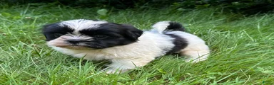 Shih Tzu 4