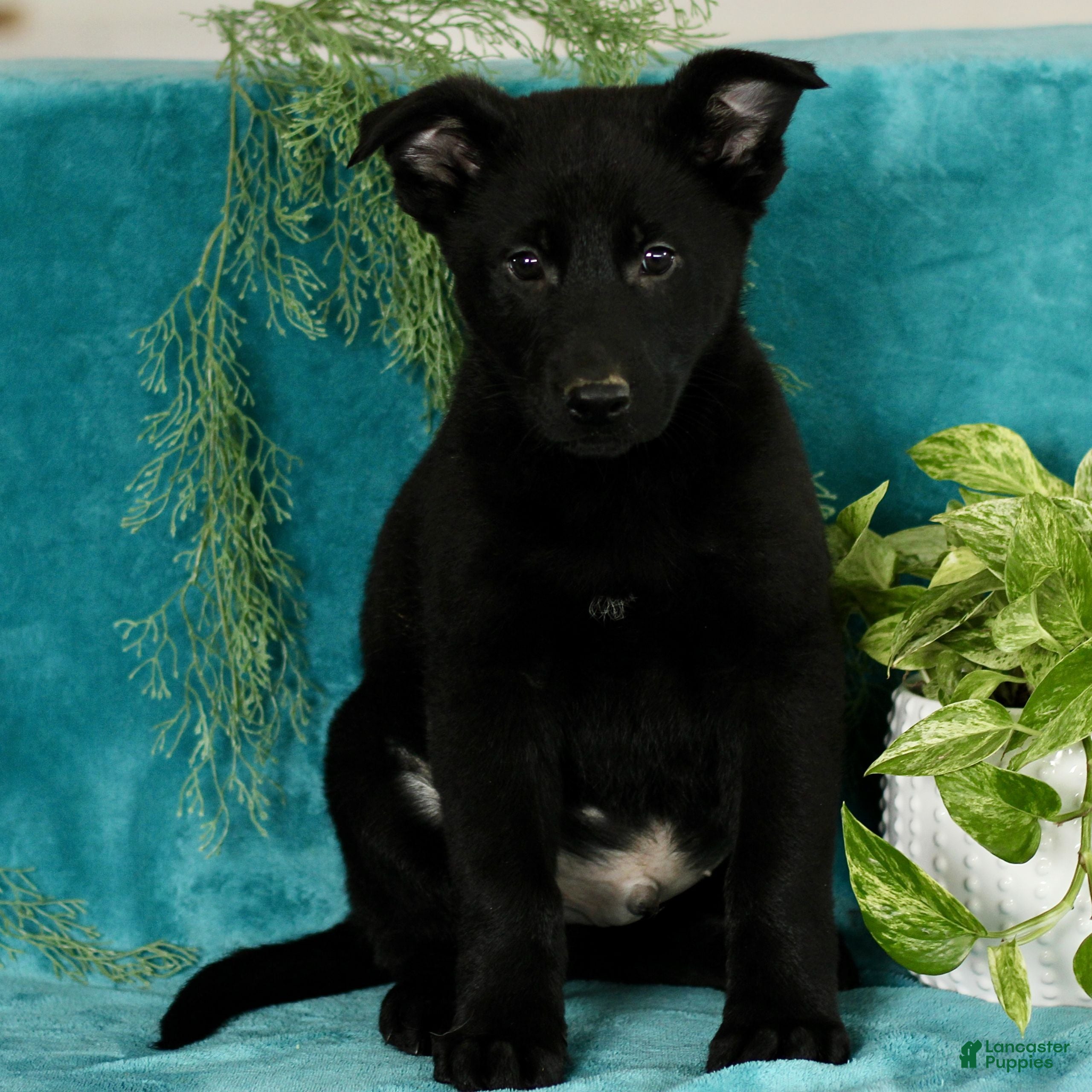 German Shepherd dogs Tucker  - Ad 4