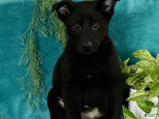 German Shepherd dogs Tucker - Ad 4